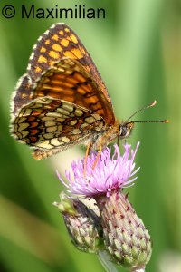 heath_fritillary_2023_04.JPG