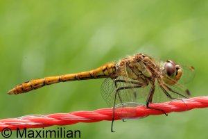darter_2023_03.JPG