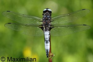 scarce_chaser_2023_06.JPG