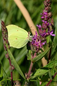 brimstone_2023_04.JPG