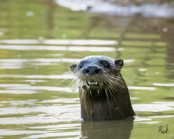 Otter_TX_Fannin_Co_Savoy_Aug_2023_23R50126_2048.jpg