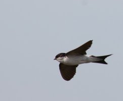 309A6678-DxO_house_martin_flying-ts.jpeg