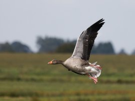 309A6725-DxO_greylag_goose_flying-ls-sm.jpeg