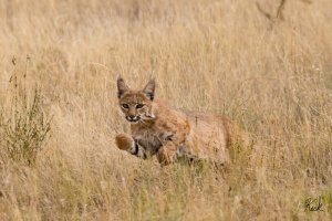 Bobcat_NM_Socorro_Co_July_2023_22R52746_2048.jpg