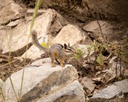 Cliff_Chipmunk_NM_Socorro_Co_July_2023_22R55647_2048.jpg