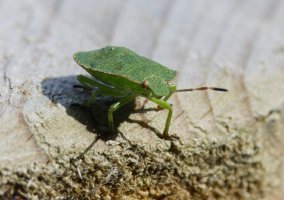 309A6991-DxO_Green_Stink_Bug-ts.jpeg
