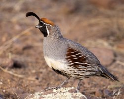 Gambels_Quail_male_NM_Socorro_Co_July_2023_22R53409_2048.jpg