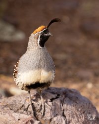 Gambels_Quail_male_NM_Socorro_Co_July_2023_22R54290_2048.jpg