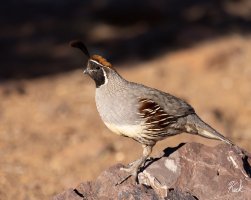 Gambels_Quail_male_NM_Socorro_Co_July_2023_22R54748_2048.jpg