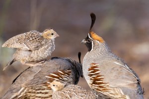 Gambels_Quail_pair_&_young_NM_Socorro_Co_July_2023_22R53344_2048.jpg