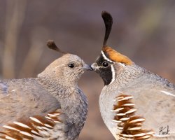 Gambels_Quail_pair_NM_Socorro_Co_July_2023_22R53342_2048.jpg