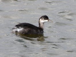 3R3A2009-DxO_Black_Necked_Grebe.jpg