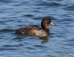 3R3A2623-DxO_female_ferruginous_duck.jpg