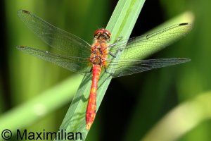 darter_rud_2023_10.JPG