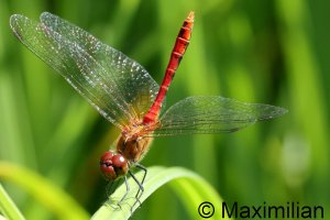 darter_rud_2023_11.JPG