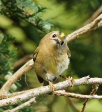 3R3A2983-DxO_Goldcrest-dn.jpeg 3R3A2983-DxO_Goldcrest-dn.jpeg