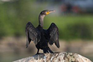 Double-crested Cormorant.jpg Double-crested Cormorant.jpg