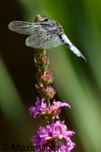 scarce_chaser_2023_07.JPG