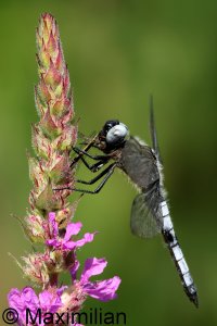 scarce_chaser_2023_08.JPG