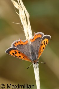 small_copper_2023_01.JPG