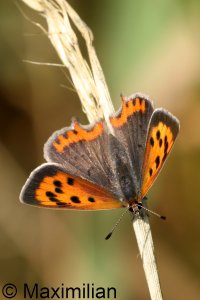 small_copper_2023_02.JPG