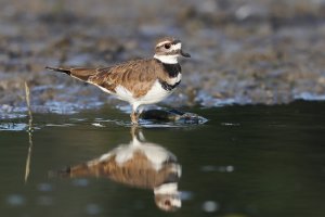Killdeer-1.jpg Killdeer-1.jpg