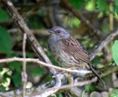309A0186-DxO_Dunnock_iso20k-dn.jpg