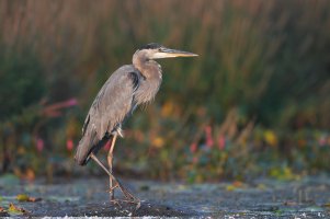 AA3I2480-1.jpg AA3I2480-1.jpg