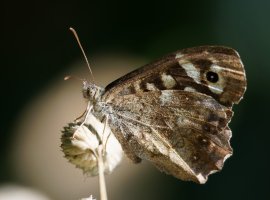 3R3A3023-DxO_Speckled_wood_butterfly.jpg