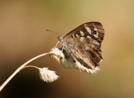 3R3A3015-DxO_Speckled_wood_butterfly.jpg