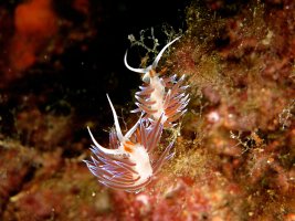 IMG_0500.jpg IMG_0500.jpg