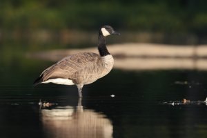 AA3I2590-1.jpg AA3I2590-1.jpg