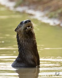 Otter_TX_Fannin_Co_Savoy_Sept_2023_23R51065_2048.jpg