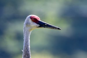 1V0A1834-Enhanced-NR.jpg 1V0A1834-Enhanced-NR.jpg