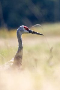 1V0A1851.jpg 1V0A1851.jpg