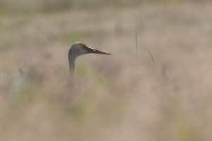 1V0A1852.jpg 1V0A1852.jpg