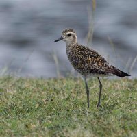 DSC_3949_DxO-1.jpg DSC_3949_DxO-1.jpg