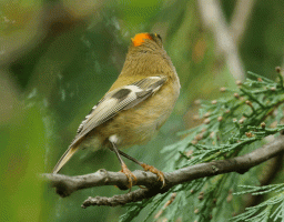 Goldcrest_displaying.gif