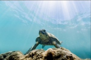 1694387906949.png 1694387906949.png