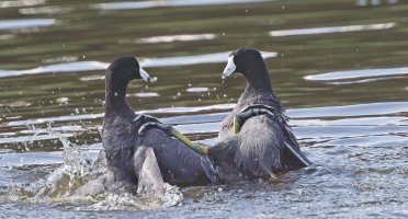 Coots fighting_s_5828.jpg