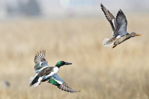 Northern Shoveler_8270.jpg