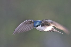 Tree Swallow_8343.jpg