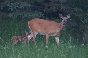 Deer and fawn_s_9108.jpg