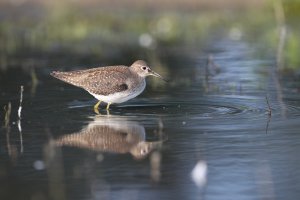 Solitary Sandpiper.jpg