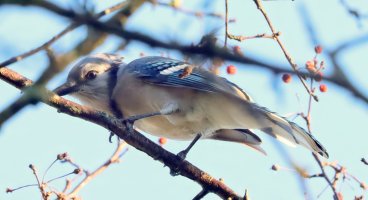 IMG_6050 picasa fix-topaz-denoise-sharpen - Copy.JPG