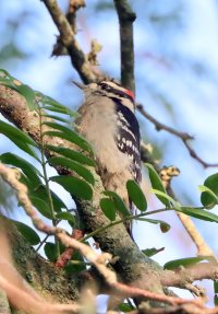 IMG_6070 picasa fix-topaz-denoise-enhance-1.5x-sharpen - Copy.JPG