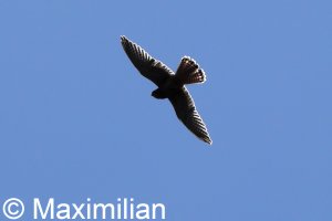peregrine_2023_02.JPG