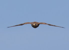 309A7798-DxO_kestrel_flying_head_on-ls-m.jpeg