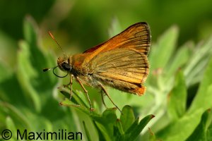 skipper_l_2023_02.JPG