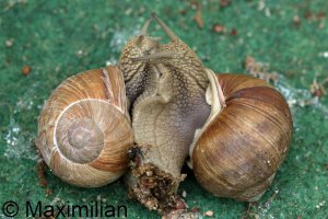 roman_snail_2015_01.JPG